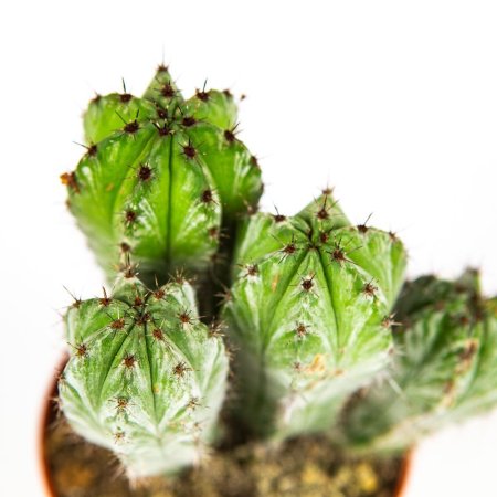 Кактус Cactus Polaskia Chichipe 15/10