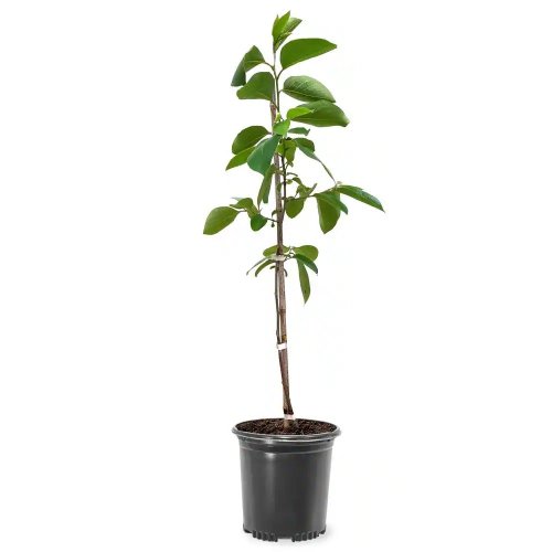 Хурма восточная Чокколатино 1/2 ШТАМБ с12 Diospyros Kaki Cioccolatino Mezzo Fusto