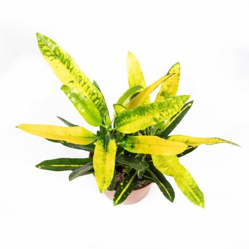 Кодиеум Санни Стар Codiaeum Sunny Star 30/12 (Н)