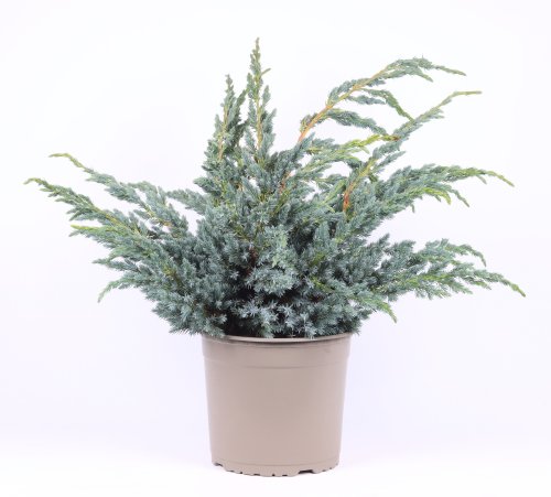 Можжевельник чешуйчатый Juniperus squamata Meyeri 45/23 (Н) 
