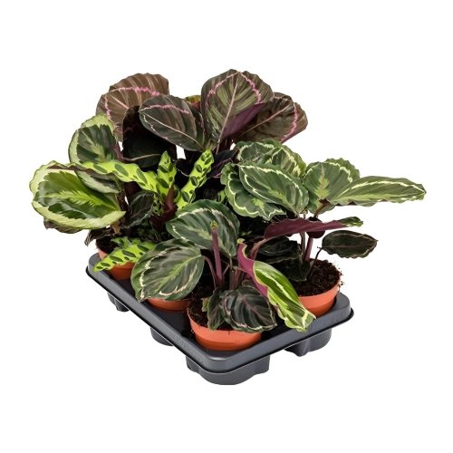 Калатея микс Calathea mix d10см