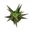 Гастерия микс Gasteria mix 10/8,5 (Н)