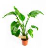 Стрелиция Николая Strelitzia nicolai 120/21