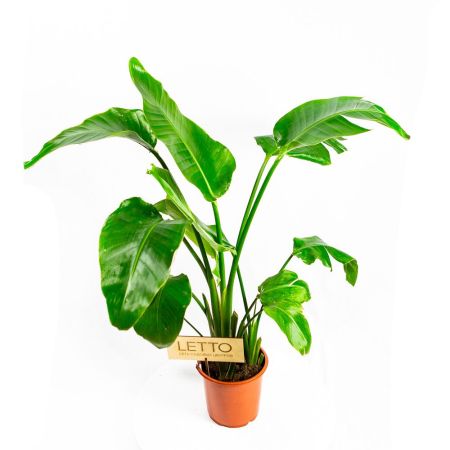 Стрелиция Николая Strelitzia nicolai 120/21