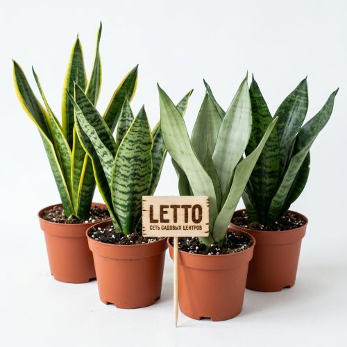 Сансевиерия аубритиана микс Sansevieria aubrytiana mix 40/14 (Н)