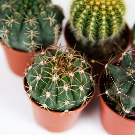 Кактус шар микс Cactus boll mix 8/5,5 (Н)