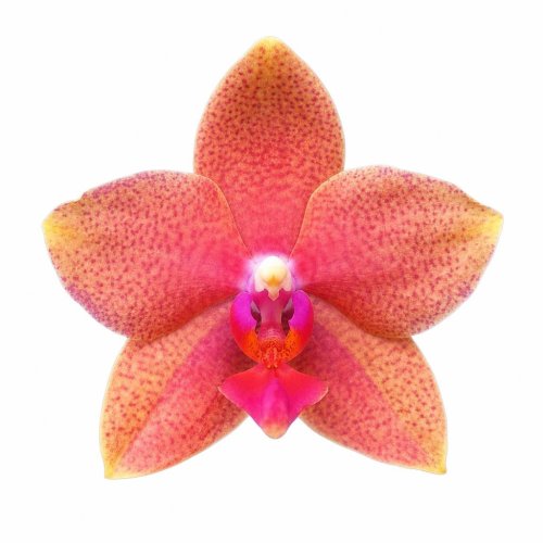 Фаленопсис Phalaenopsis PF 1717 АРОМА (А60)