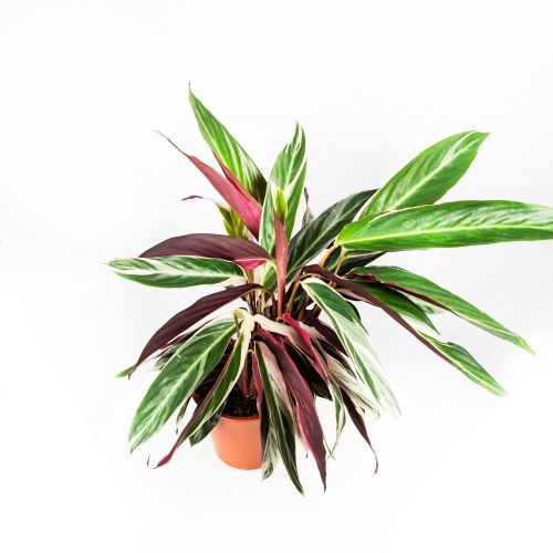 Калатея Триостар Calathea Triostar 80/19 (Н)