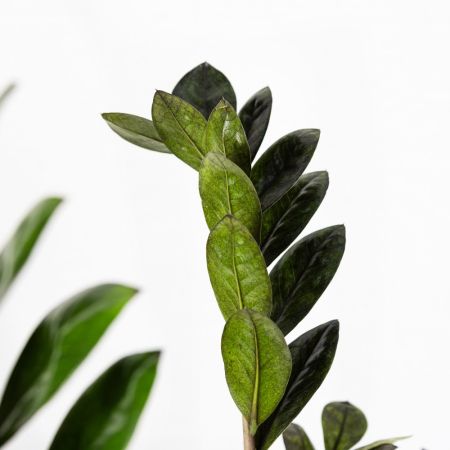 Замиокулькас Равен Zamioculcas Raven 55/14 (Н)