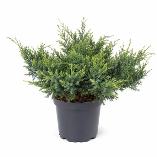 Можжевельник средний Mint Julep с5 40/50