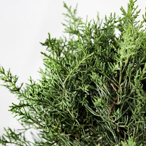 Кипарис аризонский 1/2 ШТАМБ с15/18 h100/120 d30/40 Cupressus arizonica Fastigiata 1/2 Fusto (И)