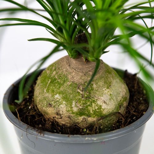 Бокарнея шар Beaucarnea bol 45/14 (Н)