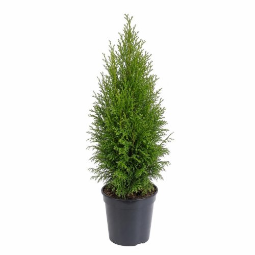 Туя западная Thuja occidentalis Mirjam с2