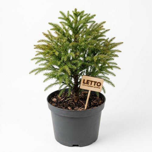 Криптомерия японская чаша 50/70 с30 Cryptomeria Japonica Yokohama (И)