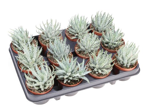 Алоэ Гумилис Aloe Humilis 12/8,5 (Н)