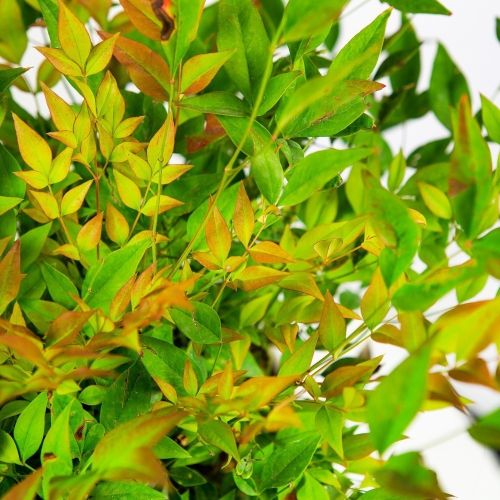 Нандина домашняя с3 Nandina domestica Gulf Stream (И)