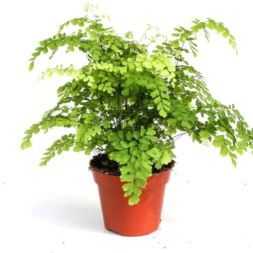 Адиантум Фрагранс Adiantum Fragrans 30/12