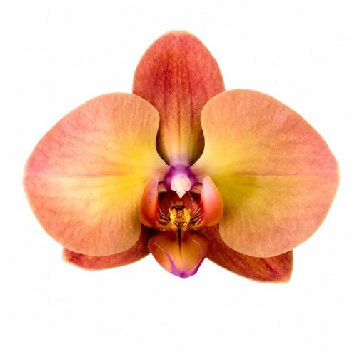 Фаленопсис Сансет Джемстоун Phalaenopsis Sunset Gemstone (В19)