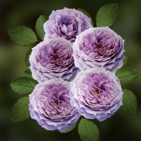 Роза флорибунда Новалис коробка 1шт (двухлетка) Волжский Сад
