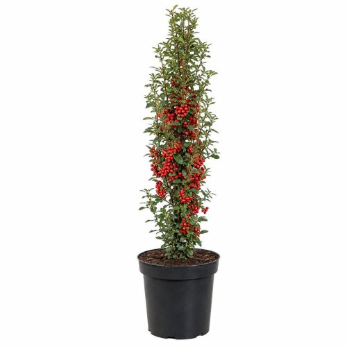 Пираканта Red Column с3 25/30