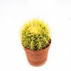 Эхинокактус Грузона Echinocactus grusonii 20/12 (Н)