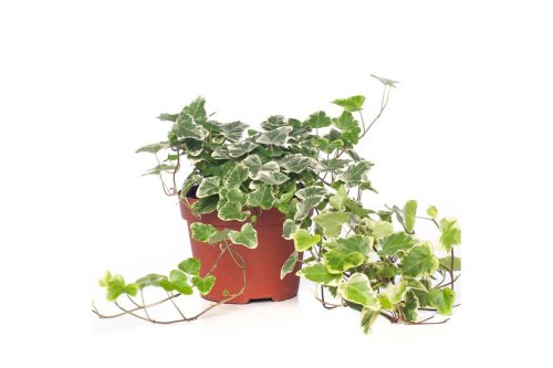 Плющ обыкновенный Вайт Вандер Hedera helix White Wonder с1