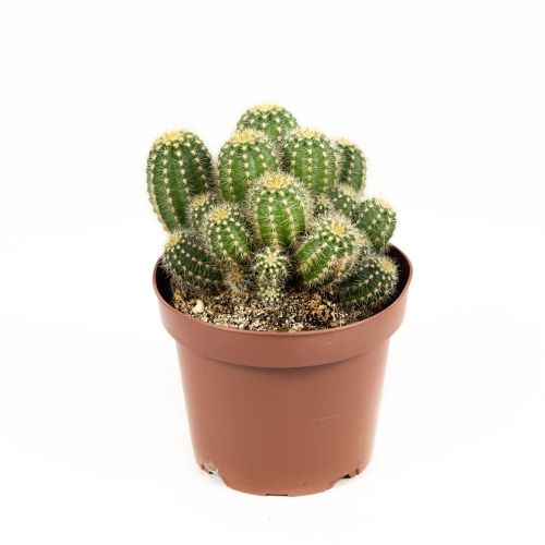 Кактус Трихоцереус Хуаска Cactus Trichocereus Huascha 20/13 (Н)