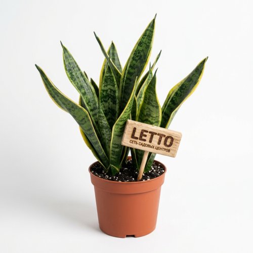Сансевиерия трёхполосная Sansevieria laurentii 50/17 (Н)
