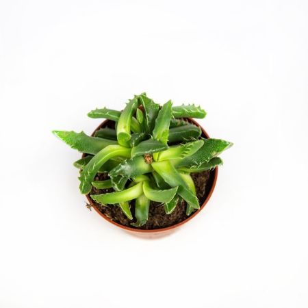 Суккулент Faucaria Tigrina 15/8 (Н)