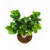 Фикус гинсенг Ficus ginseng 35/15 (Н)