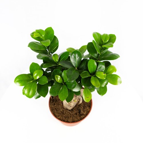 Фикус гинсенг Ficus ginseng 35/15 (Н)