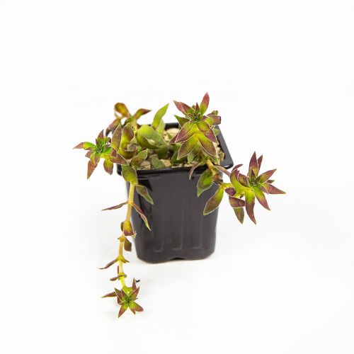 Суккуленты микс Succulentus mix d.7 (2)