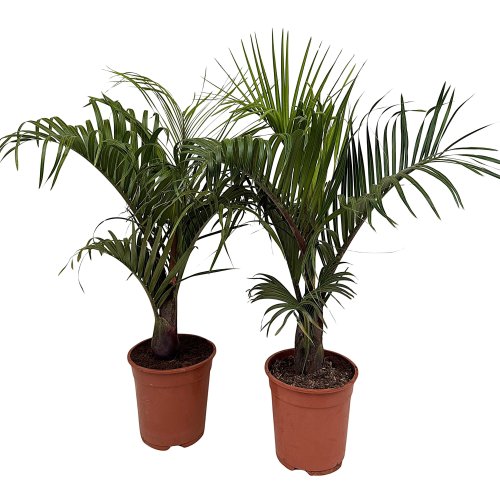 Дипсис Декари Dypsis decaryi 85/21