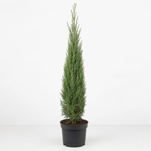 Кипарис аризонский Сupressus arizonica Fastigiata с15 125/150 (И)