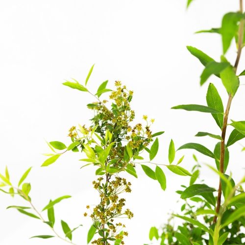 Спирея серая Spiraea cinerea Grefsheim с3 20/40