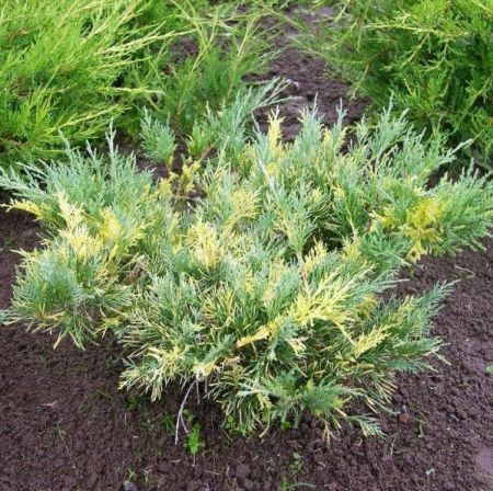 Можжевельник Пфитцериана Блю энд Голд 40/50 Juniperus pfitzeriana Blue and Gold 10л (ЗК)