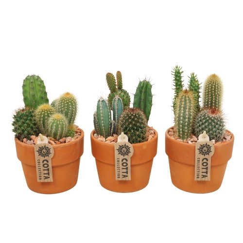 Кактус Cactus mix In Terracotta 25/12 (Н)