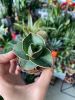 Сансевиерия Самурай Sansevieria Samurai 15/6