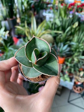 Сансевиерия Самурай Sansevieria Samurai 15/6