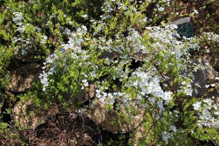 Спирея японская Криспа Spiraea japonica 'Crispa' 25-30 2л.. (Н)