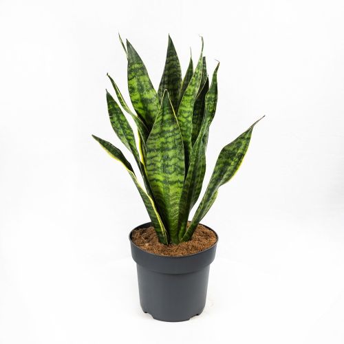 Сансевиерия Голден Эйдж Sansevieria Golden Edge 65/21 (Н)
