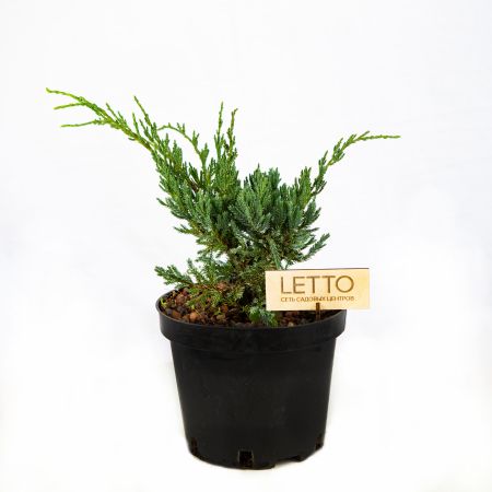 Можжевельник чешуйчатый Холгер Juniperus squamata Holger 3л