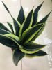 Сансевиерия микс Sansevieria mix 65/17