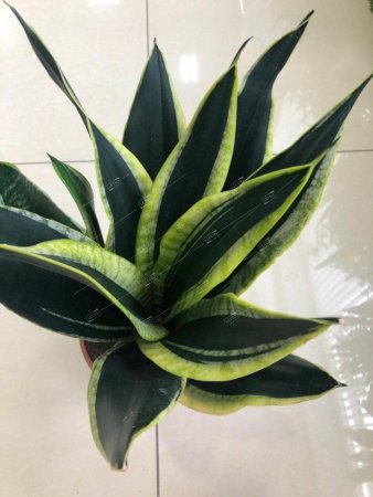 Сансевиерия микс Sansevieria mix 65/17