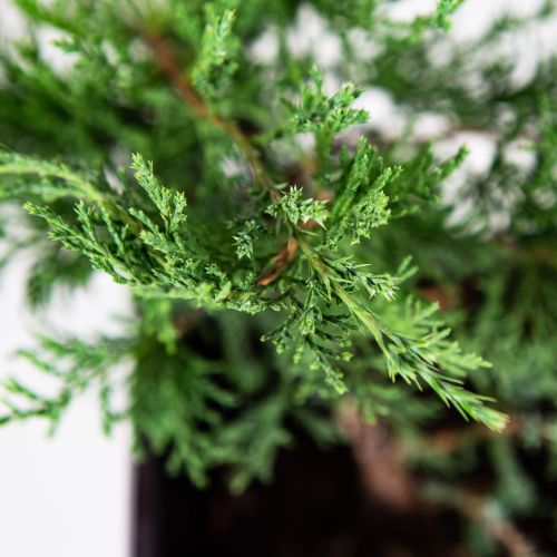 Можжевельник казацкий Rockery Gem с2 (К)