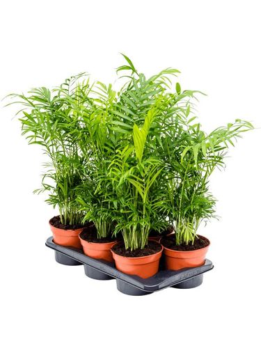 Хамедорея изящная Chamaedorea elegans 40/9 (Н)