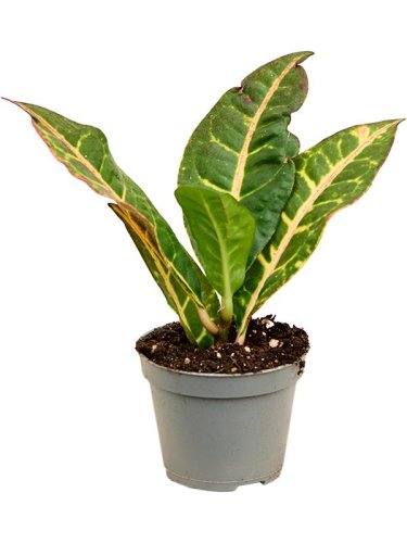 Кодиеум микс Codiaeum mix d10см