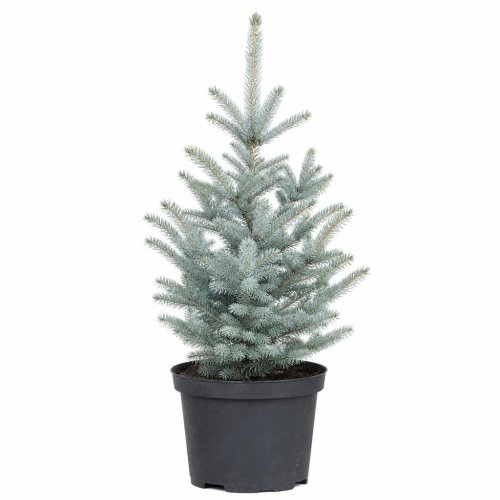 Ель колючая Picea pungens Glauca ком (мешковина) в контейнере