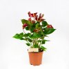 Антуриум Андре Адиос Динамит Anthurium andraeanum Adios Dynamite 60/17