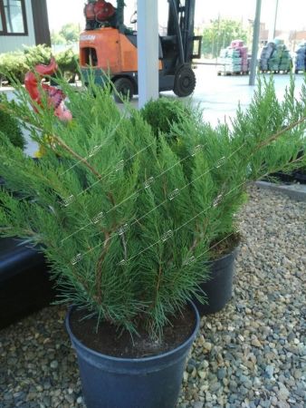 Можжевельник средний Минт Джулеп Juniperus pfitzeriana Mint Julep 10л (ЗК)